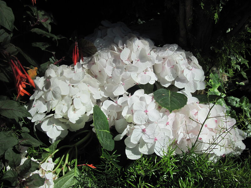 White Hydrangea Flowers — Dramatic, Afternoon