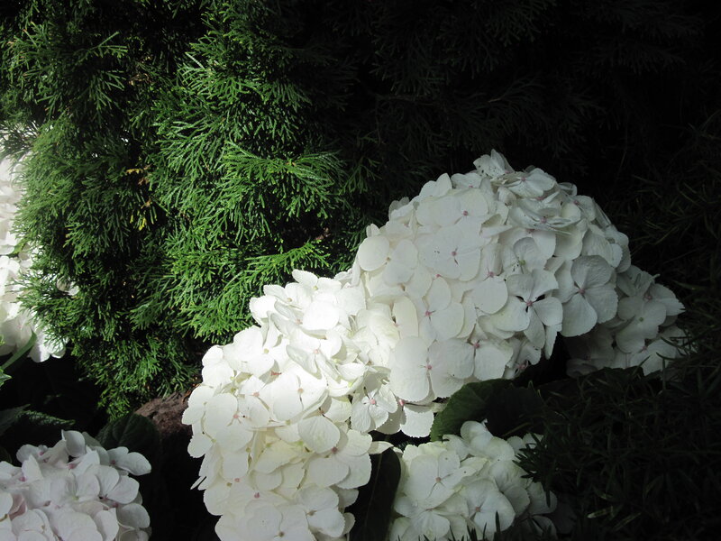 White Hydrangea Flowers — Dramatic, Night