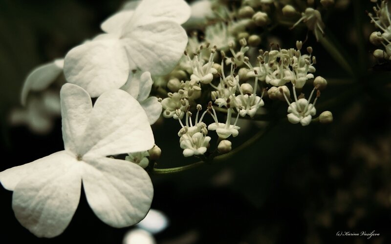 White Hydrangea Flowers — Dramatic, Photograph