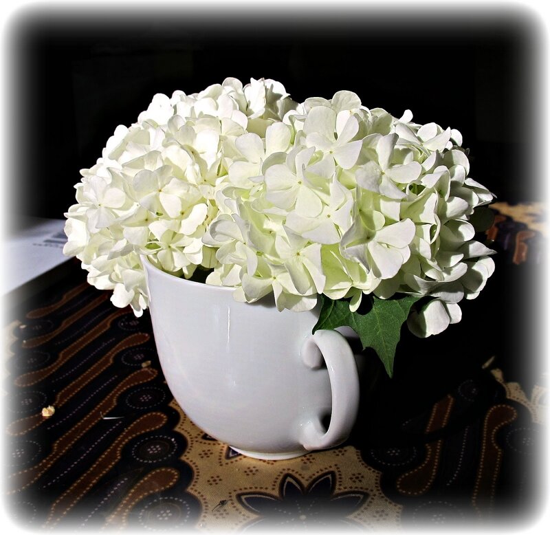 White Hydrangea Flowers — Dramatic