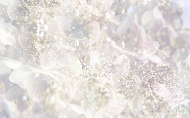 White Hydrangea Flowers — Dreamy