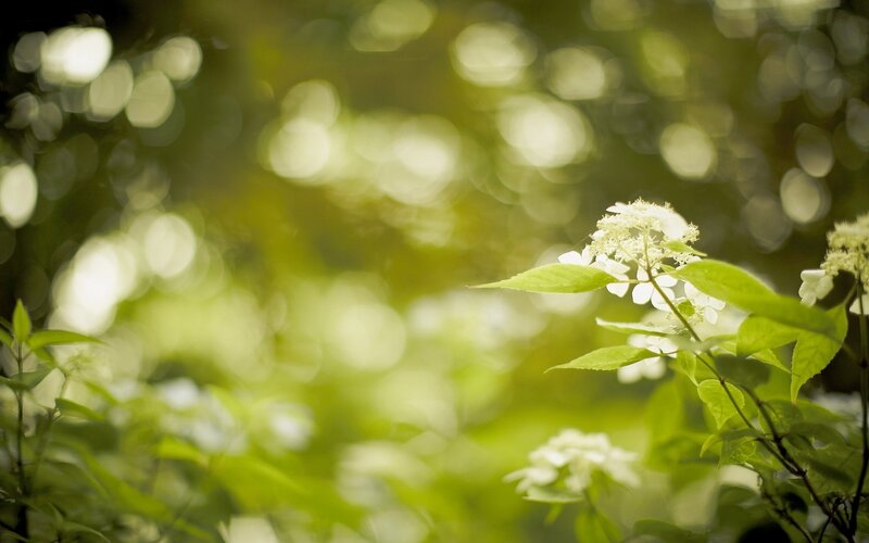 White Hydrangea Flowers — Green, Serene, Afternoon, Photograph