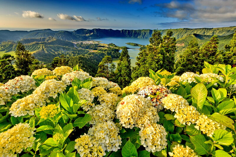 White Hydrangea Flowers — Green, Serene, Afternoon