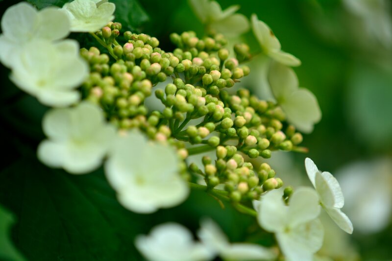 White Hydrangea Flowers — Green, Serene, Spring