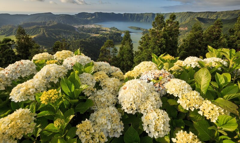 White Hydrangea Flowers — Green, Serene