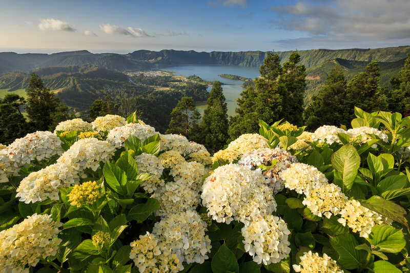 White Hydrangea Flowers — Green