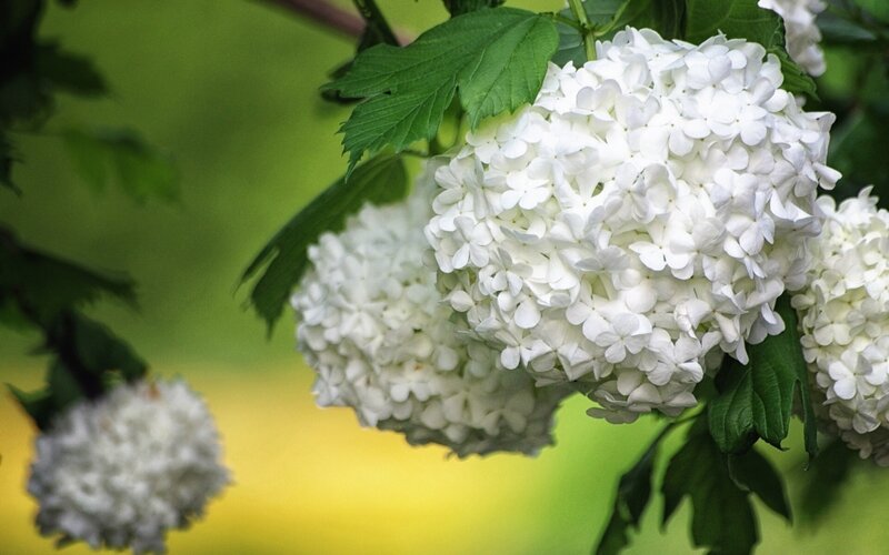 White hydrangea flowers in bloom