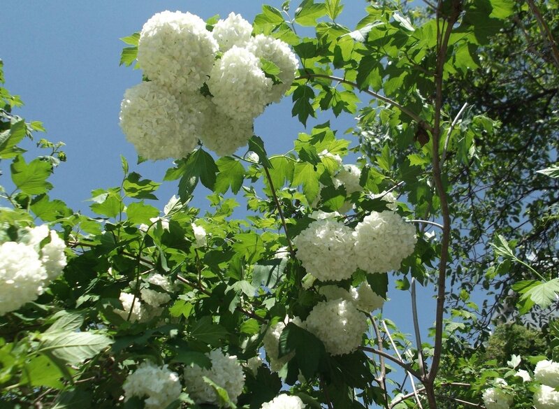 White hydrangea flowers in bloom