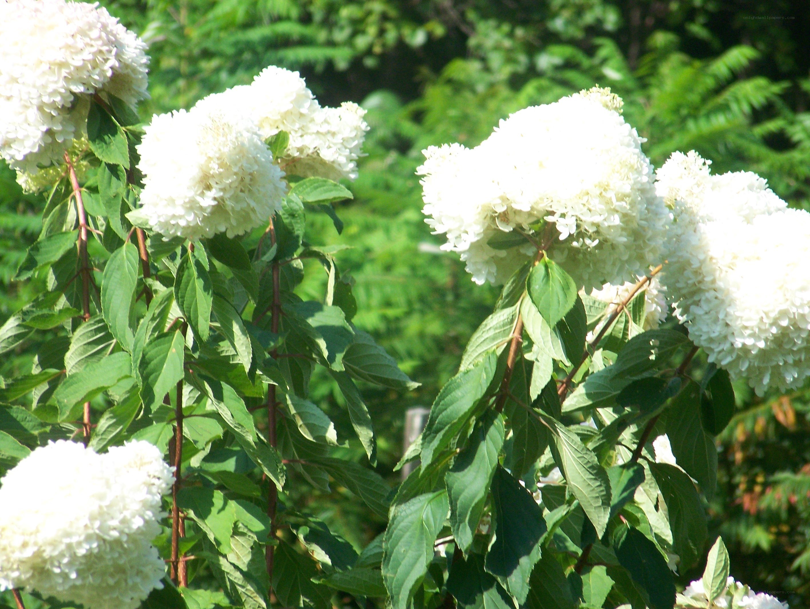 white hydrangea flowers in garden