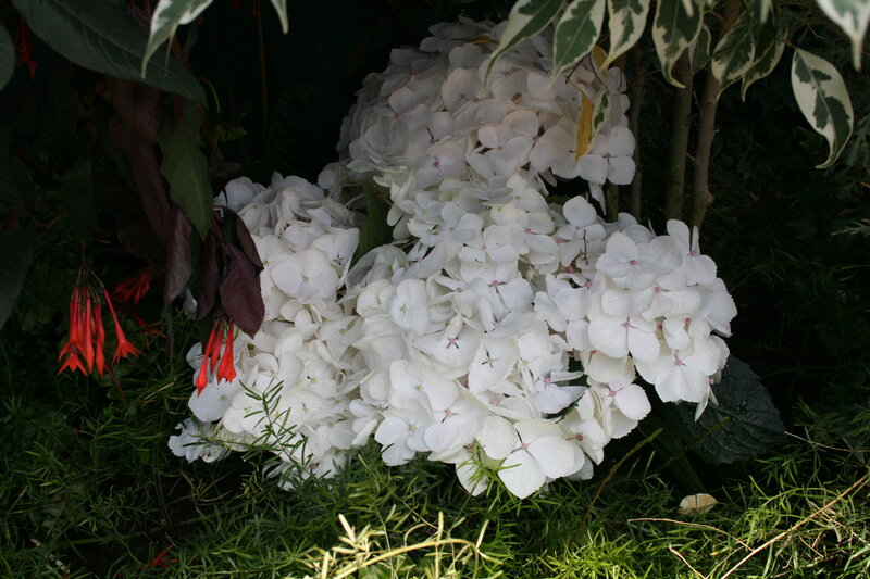 White Hydrangea Flowers — Natural