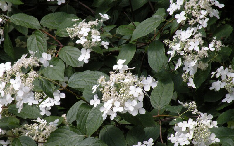 White Hydrangea Flowers — Photograph