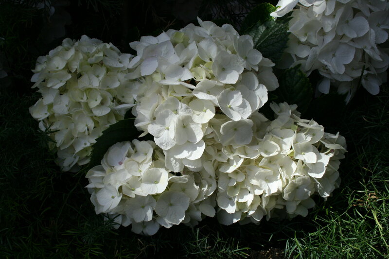 White Hydrangea Flowers — Serene, Afternoon, Photograph, Grass