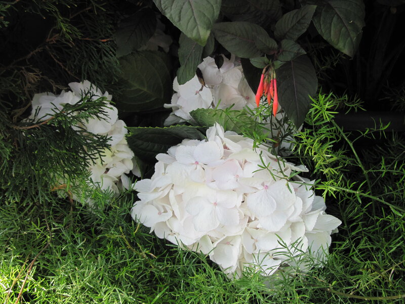 White Hydrangea Flowers — Serene, Afternoon, Photograph, Green Foliage, Red Flowers
