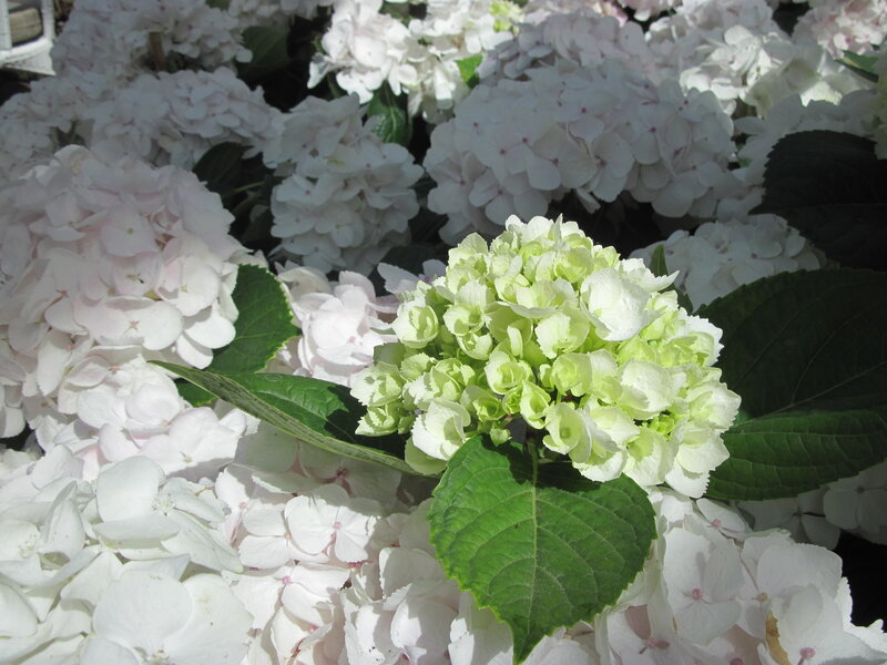 White Hydrangea Flowers — Serene, Afternoon, Photograph, Green Leaves, Flower Clusters