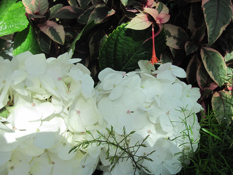White Hydrangea Flowers — Serene, Afternoon, Photograph, Green Leaves, Red Flower