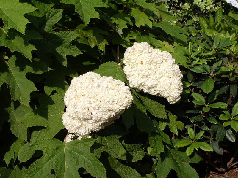 White Hydrangea Flowers — Serene, Afternoon, Photograph, Green Leaves, Sunlight, Green