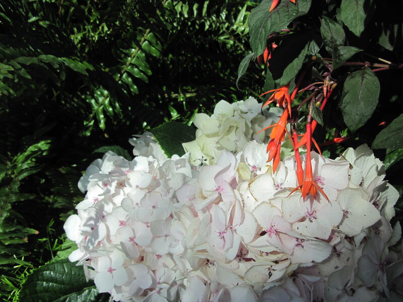 White Hydrangea Flowers — Serene, Afternoon, Photograph, Orange Fuchsia Flowers