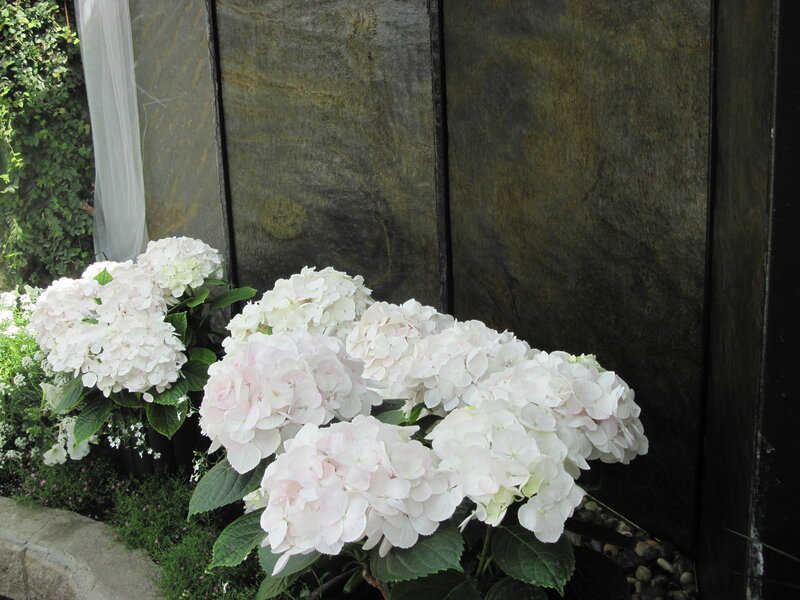 White Hydrangea Flowers — Serene, Afternoon, Photograph, Stone Wall