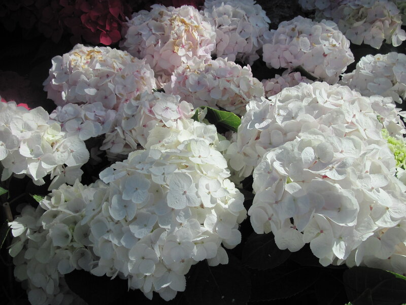 White Hydrangea Flowers — Serene, Afternoon, Photograph