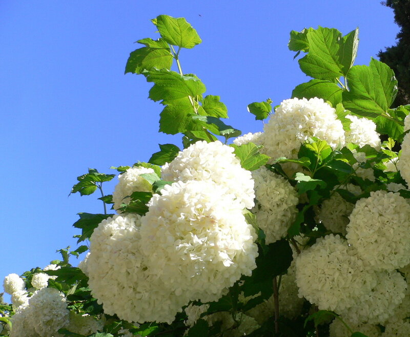 White Hydrangea Flowers — Serene, Afternoon