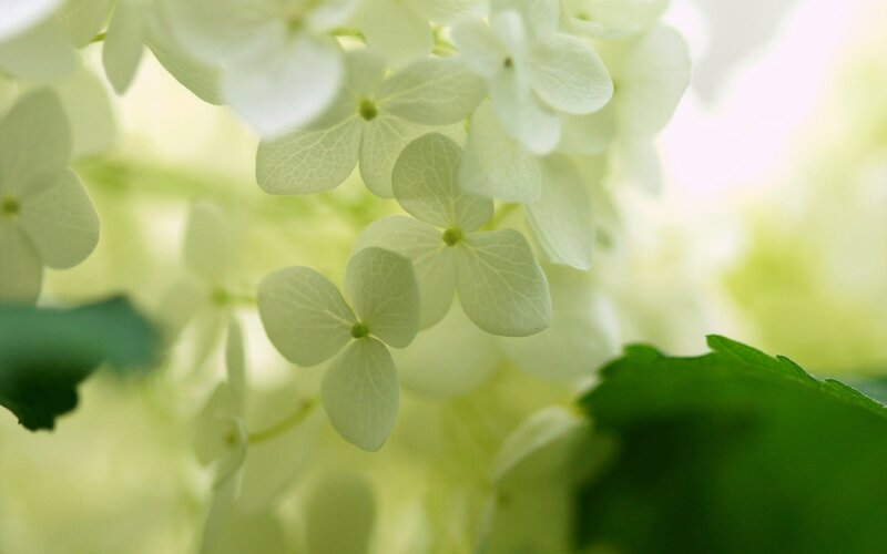 White Hydrangea Flowers — Serene, Morning, Photograph, Leaves