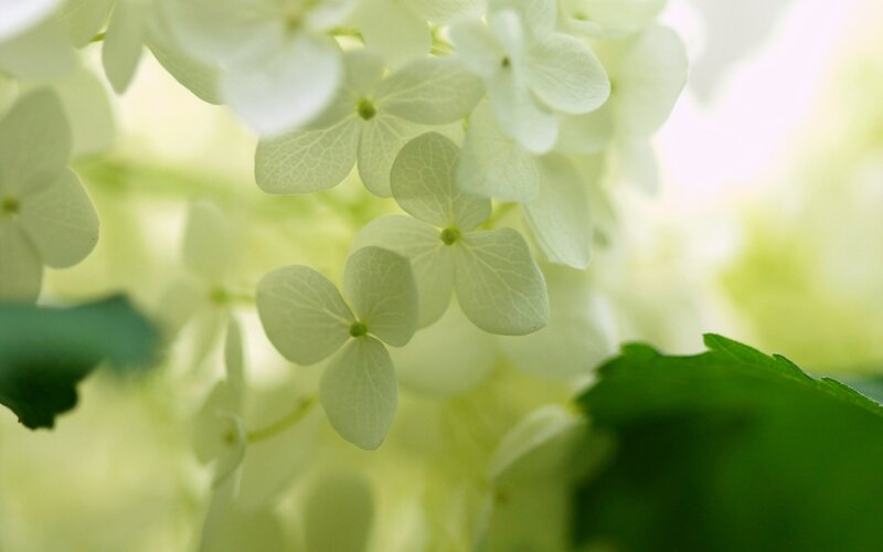White Hydrangea Flowers — Serene, Morning, Photograph