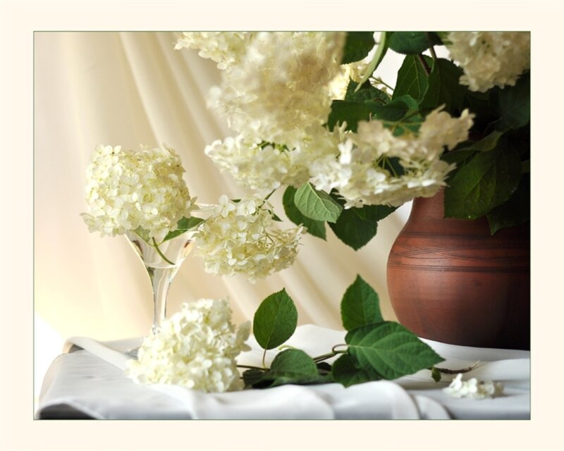 White Hydrangea Flowers — Serene, Morning