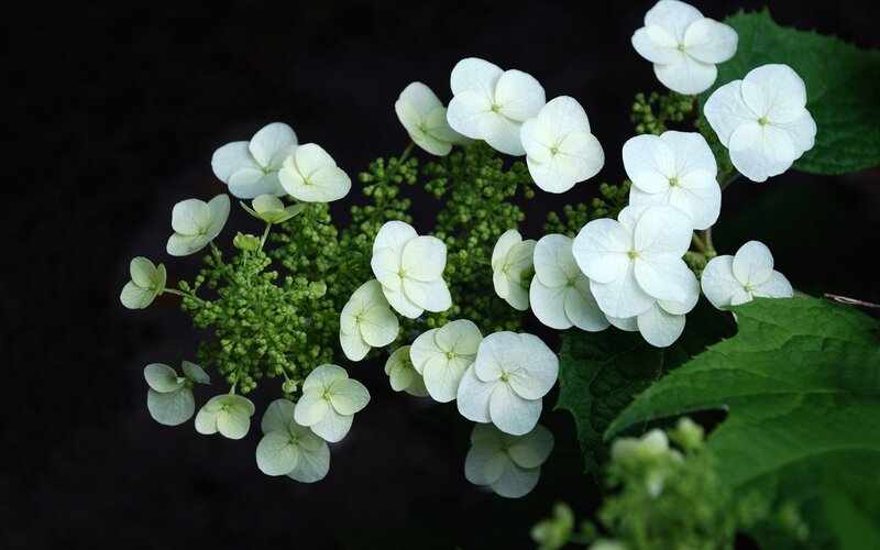 White Hydrangea Flowers — Serene, Photograph, Green Buds
