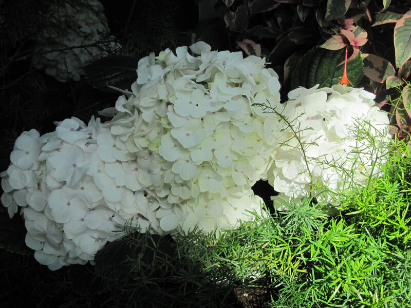 White Hydrangea Flowers — Serene, Photograph, Green Foliage