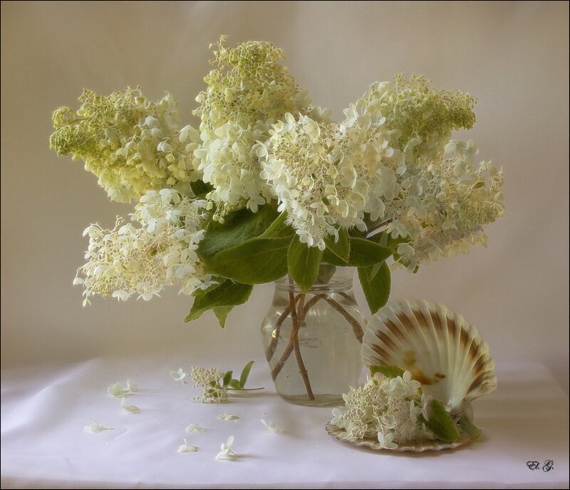 White Hydrangea Flowers — Serene, Photograph, Seashell