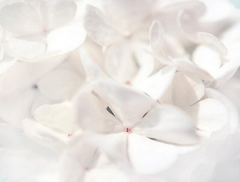 White Hydrangea Flowers — Serene, Photograph