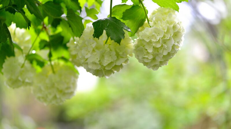 White Hydrangea Flowers — Serene, Spring, Photograph, Green Leaves