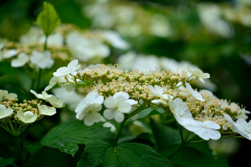 White Hydrangea Flowers — Serene, Spring, Photograph