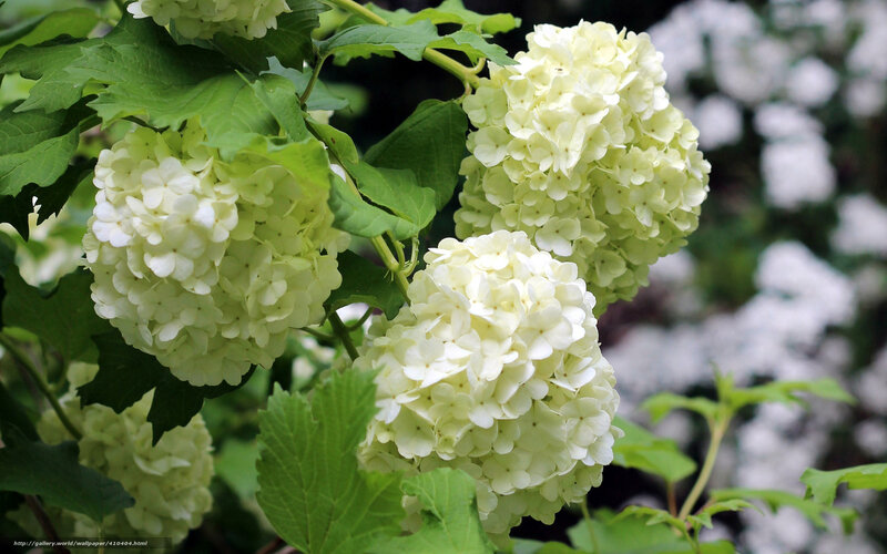 White Hydrangea Flowers — Serene, Summer, Photograph