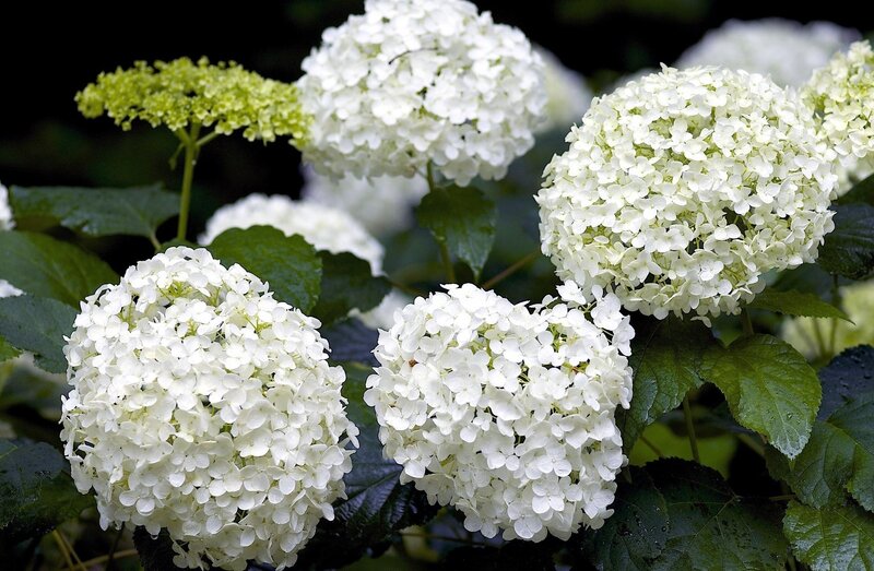 White Hydrangea Flowers — Serene, Summer