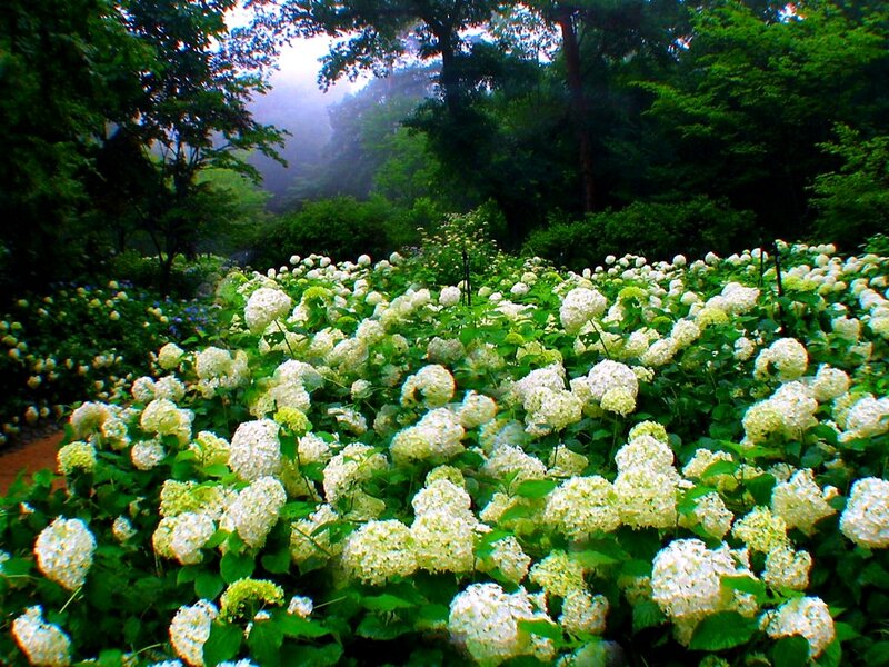 White Hydrangea Flowers — Serene