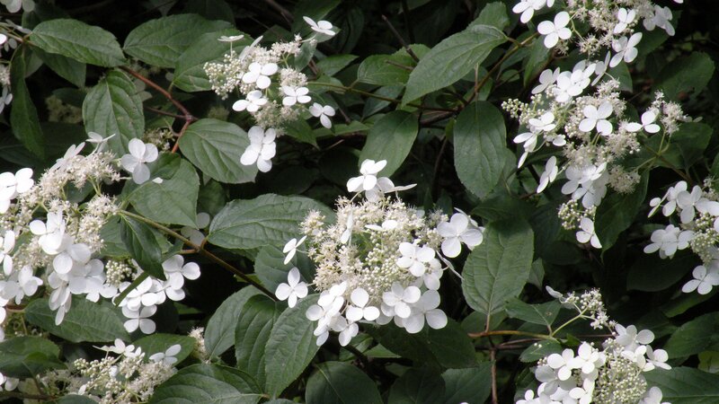 White Hydrangea Flowers — Summer