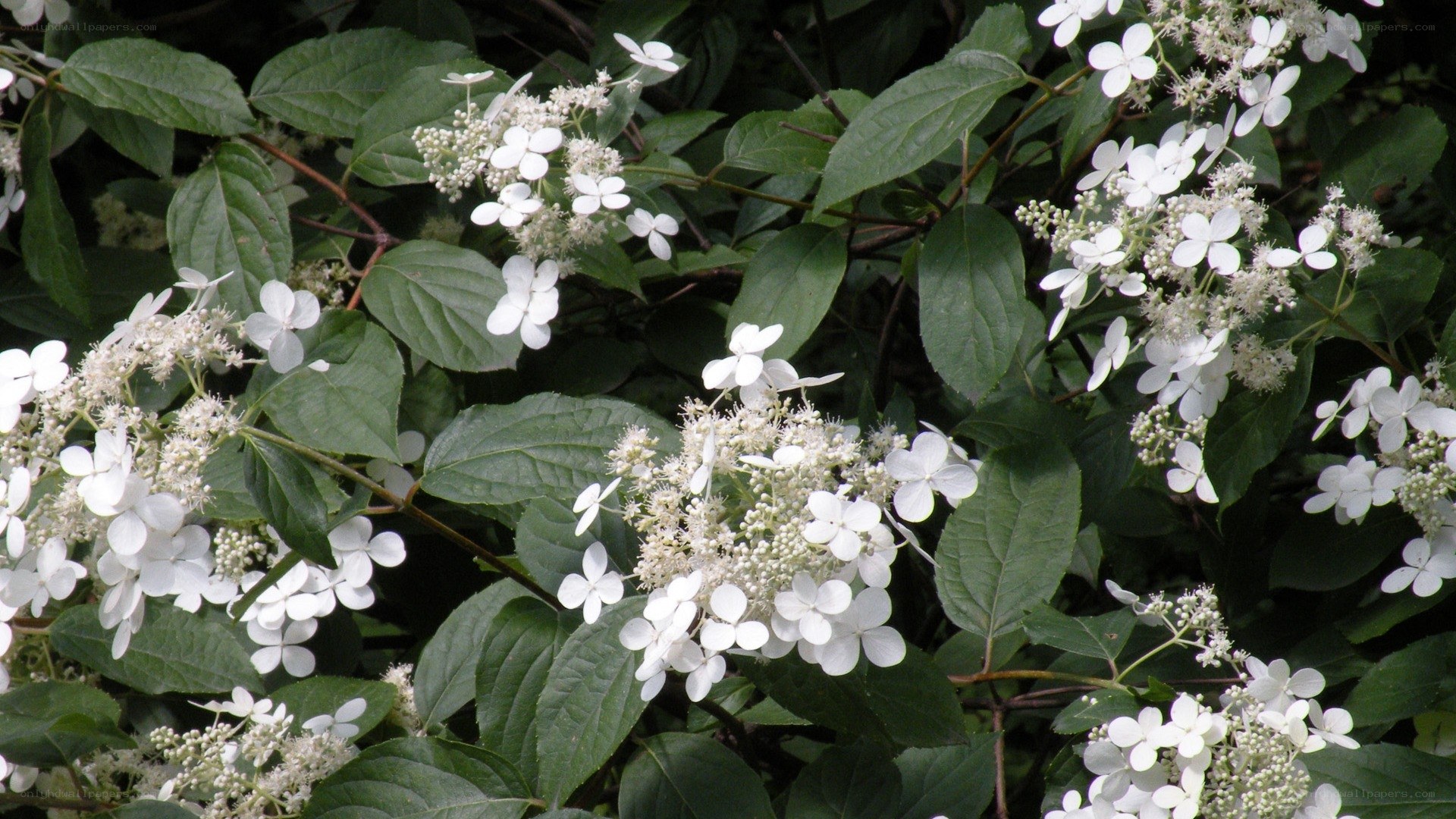 white hydrangea flowers