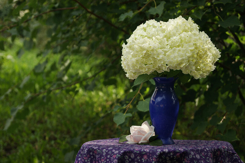 White Hydrangea in Blue Vase