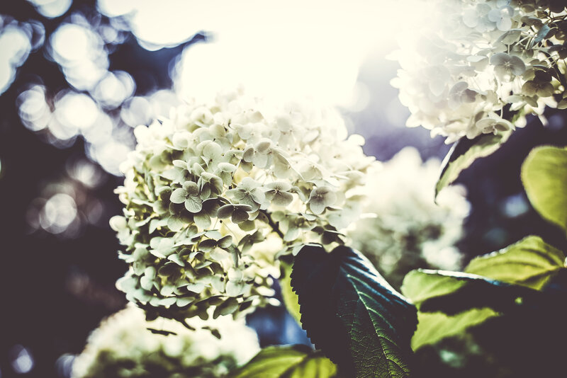 White hydrangea in sunlight