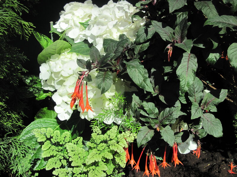 White Hydrangeas and Fuchsia