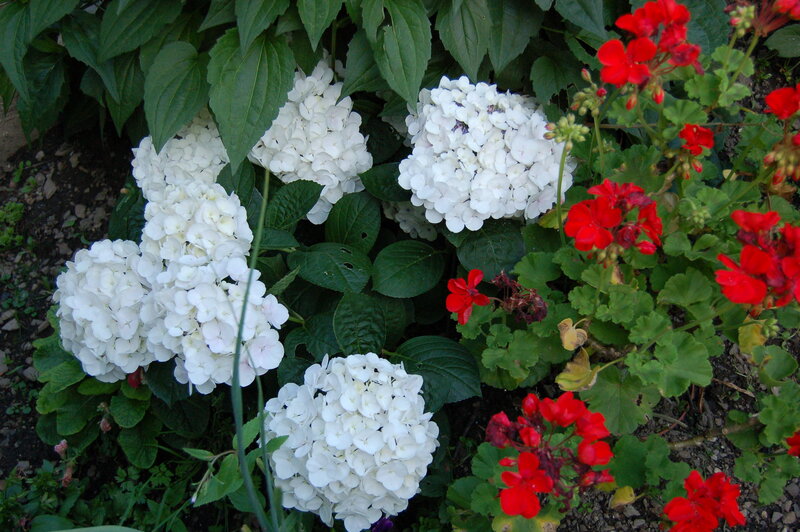 White Hydrangeas and Red Geraniums