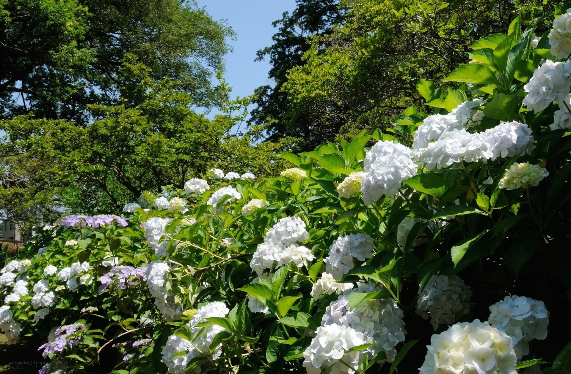 White hydrangeas in a garden