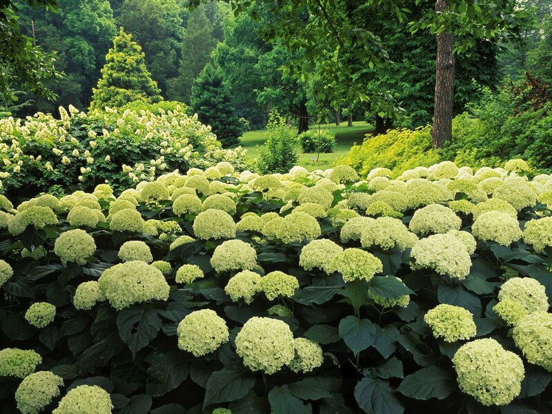 White hydrangeas in a lush garden