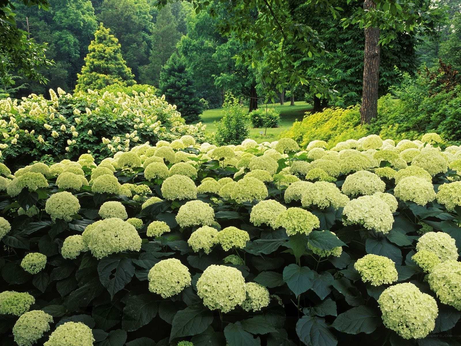 White hydrangeas in a lush garden