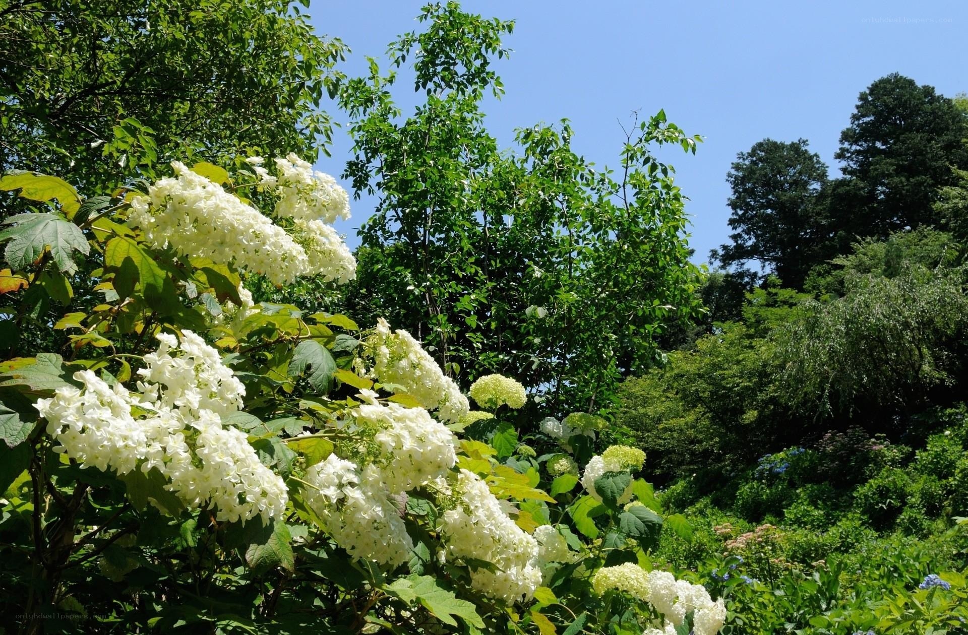 White hydrangeas in a sunny garden