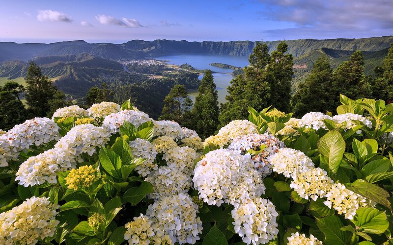 White Hydrangeas in Foreground