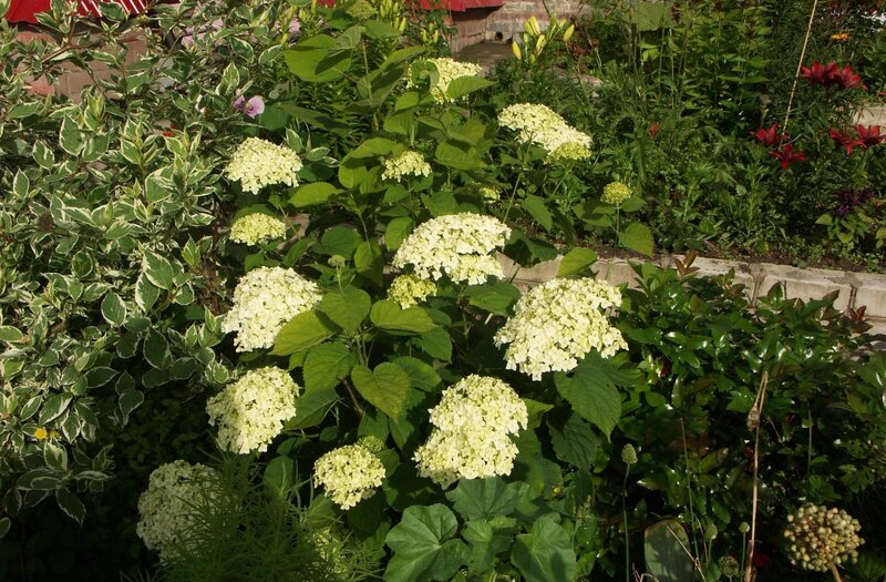 white hydrangeas in garden