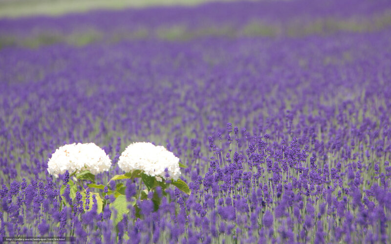 White Hydrangeas in Lavender — Purple