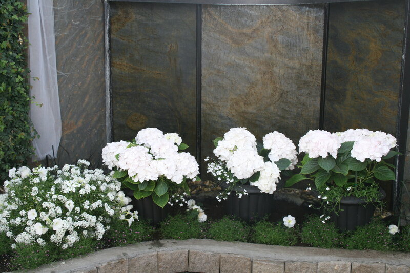 White Hydrangeas in Pots